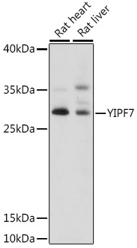 YIPF7 Polyclonal Antibody