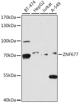 ZNF677 Polyclonal Antibody