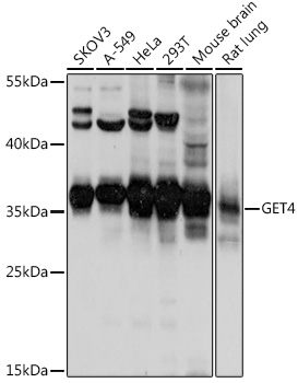 GET4 Polyclonal Antibody