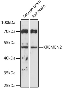 KREMEN2 Polyclonal Antibody