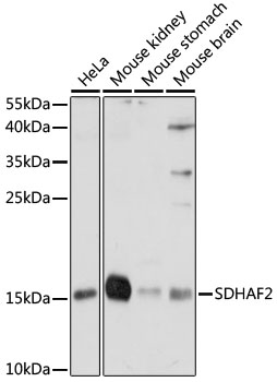 SDHAF2 Polyclonal Antibody