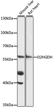 D2HGDH Polyclonal Antibody