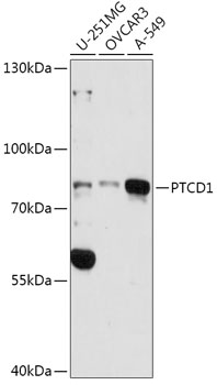 PTCD1 Polyclonal Antibody