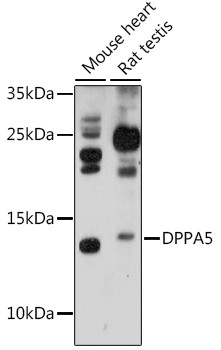 DPPA5 Polyclonal Antibody