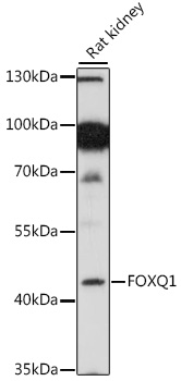 FOXQ1 Polyclonal Antibody