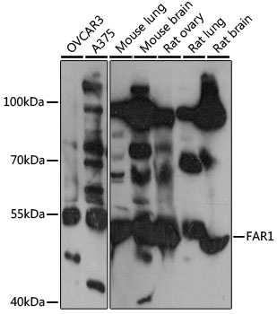 FAR1 Polyclonal Antibody