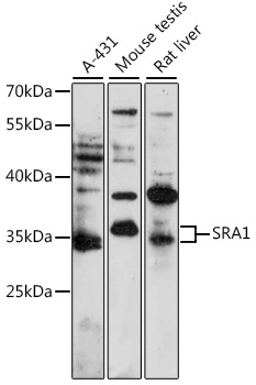 SRA1 Polyclonal Antibody