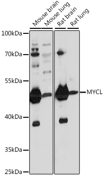 MYCL Polyclonal Antibody