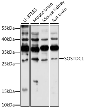 SOSTDC1 Polyclonal Antibody