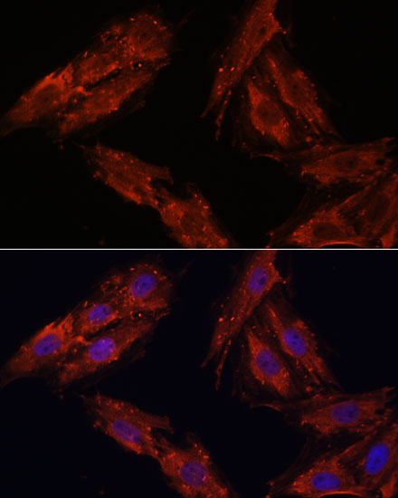 CDK6 antibody