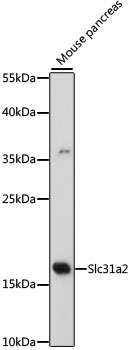 Slc31a2 Polyclonal Antibody