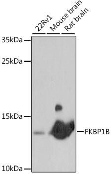 FKBP1B Polyclonal Antibody