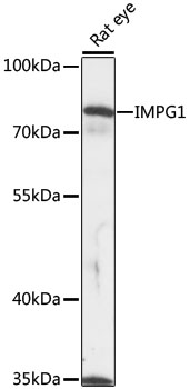 IMPG1 Polyclonal Antibody
