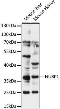 NUBP1 Polyclonal Antibody