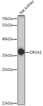 OR1A1 Polyclonal Antibody