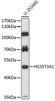 HS3ST3A1 Polyclonal Antibody
