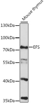EFS Polyclonal Antibody