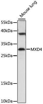 MXD4 Polyclonal Antibody