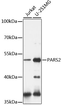 PARS2 Polyclonal Antibody
