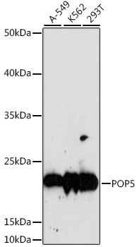 POP5 Polyclonal Antibody
