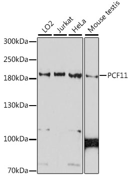 PCF11 Polyclonal Antibody