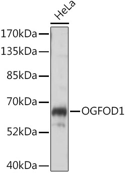 OGFOD1 Polyclonal Antibody