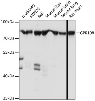 GPR108 Polyclonal Antibody
