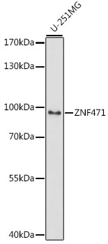 ZNF471 Polyclonal Antibody