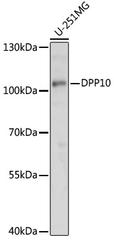 DPP10 Polyclonal Antibody