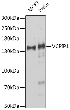 VCPIP1 Polyclonal Antibody
