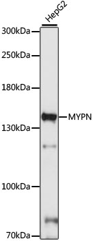MYPN Polyclonal Antibody