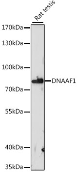 DNAAF1 Polyclonal Antibody