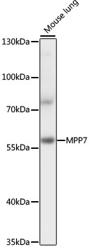 MPP7 Polyclonal Antibody