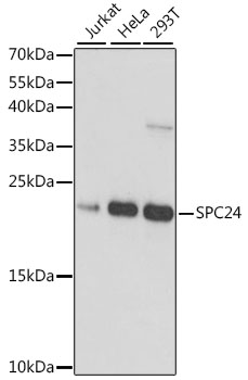 SPC24 Polyclonal Antibody