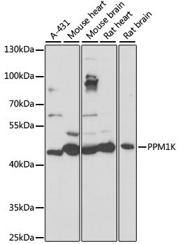 PPM1K Polyclonal Antibody