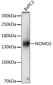 NOMO2 Polyclonal Antibody