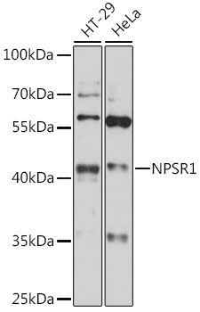NPSR1 Polyclonal Antibody