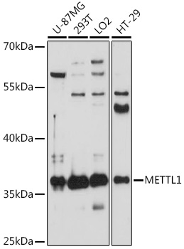METTL1 Polyclonal Antibody