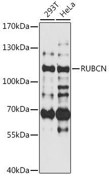 RUBCN Polyclonal Antibody