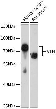 VTN antibody