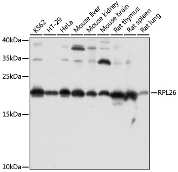 RPL26 Polyclonal Antibody