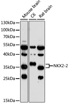 NKX2-2 Polyclonal Antibody
