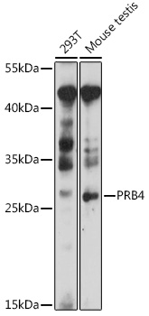 PRB4 Polyclonal Antibody