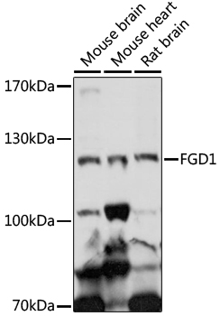 FGD1 Polyclonal Antibody