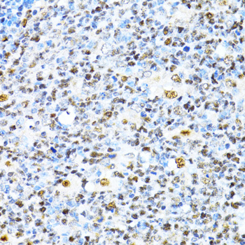 XRCC4 Antibody