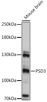 PSD3 Polyclonal Antibody