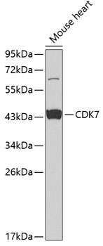 CDK7 antibody