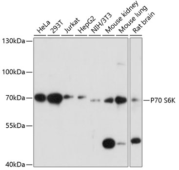 P70 S6K Polyclonal Antibody