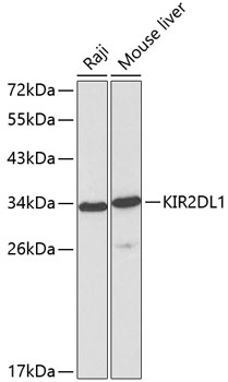 KIR2DL1 antibody