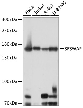 SFSWAP Polyclonal Antibody
